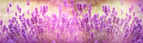 fotobehang lavendel - depst-181606556_ds